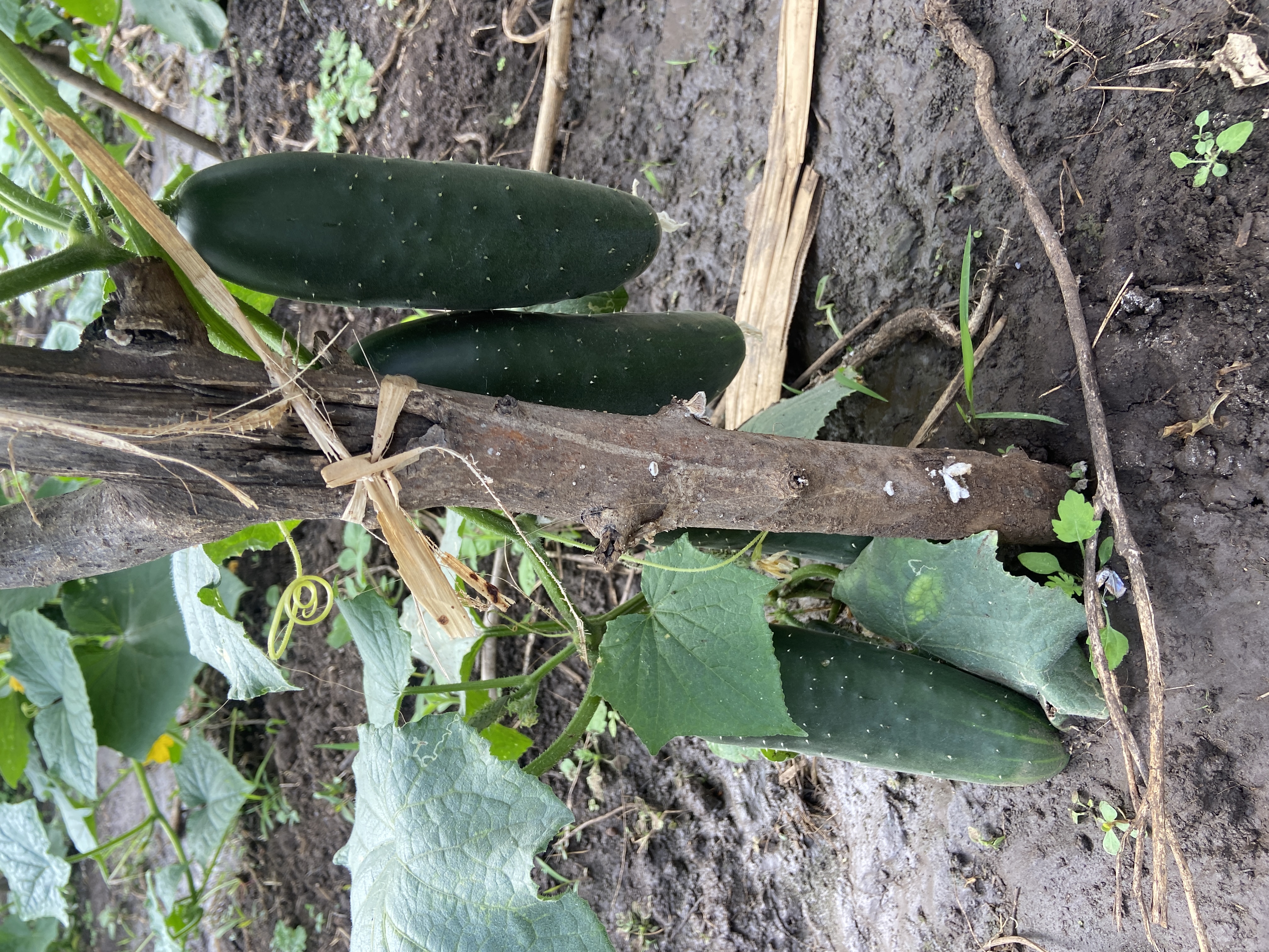 Agroecology field activity 1