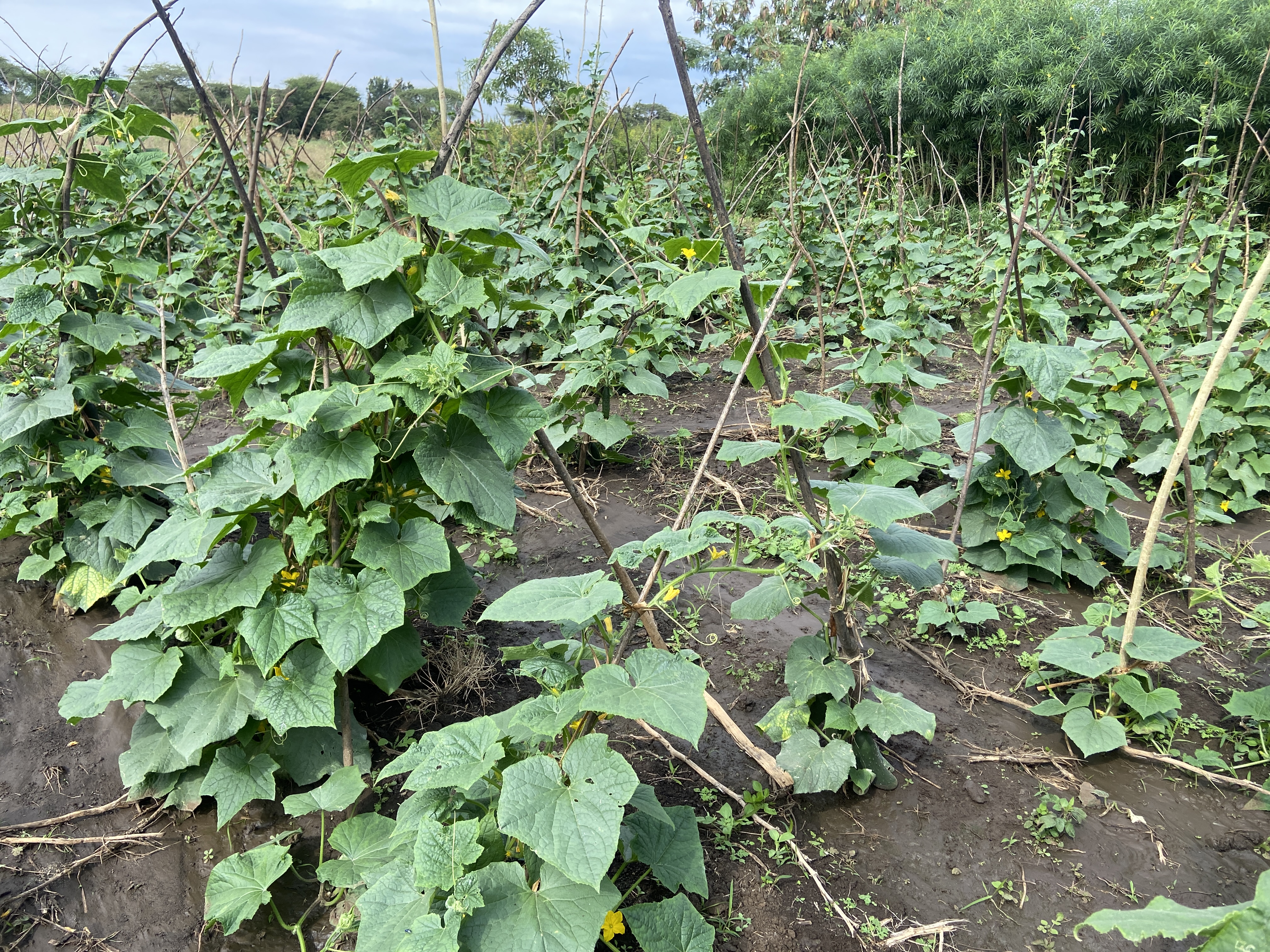Our Agroecology Practices
