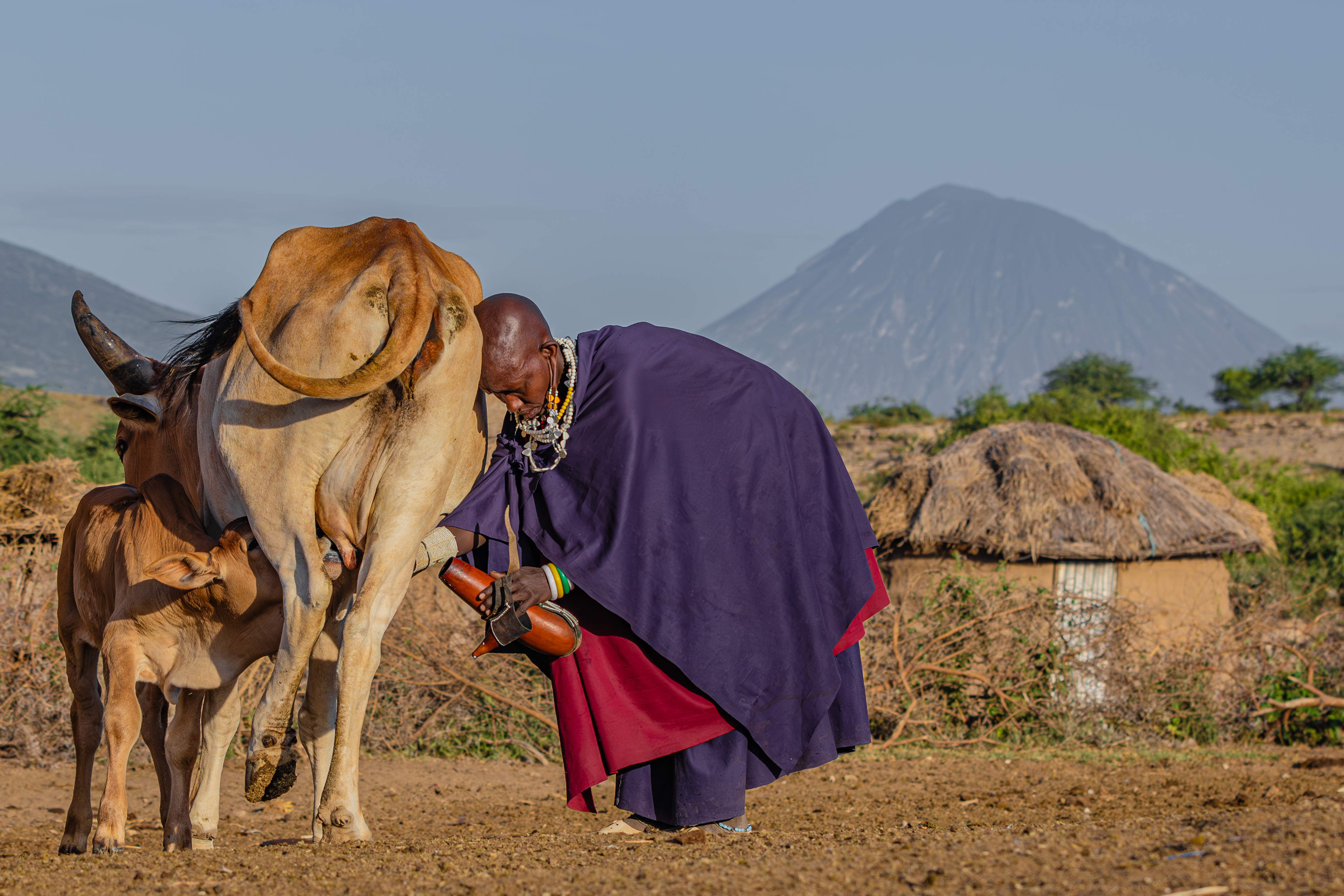 Maasai woman with livestock and mountain landscape